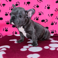 Cuccioli di Bulldog francese