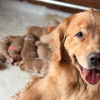 Golden Retriever americani