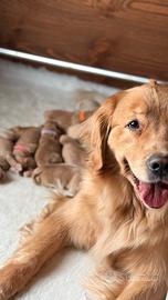 Golden Retriever americani