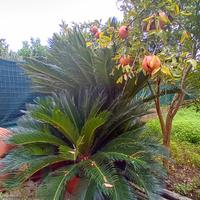 cycas