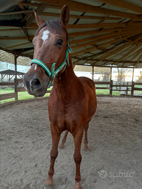 Cavallo hispanoarabo 9 anni