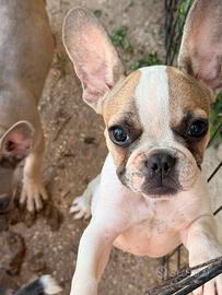 Bulldog francese