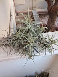 Tillandsia bergeri grigia