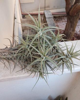 Tillandsia bergeri grigia