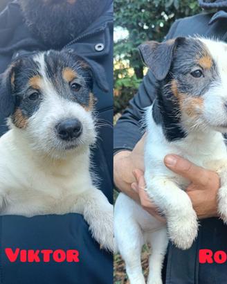 Cuccioli Jack Russell tricolore