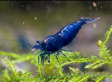 Neocaridina Blue Dream - Grado Top High Quality