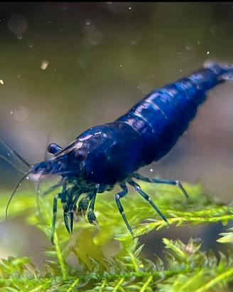 Neocaridina Blue Dream - Grado Top High Quality