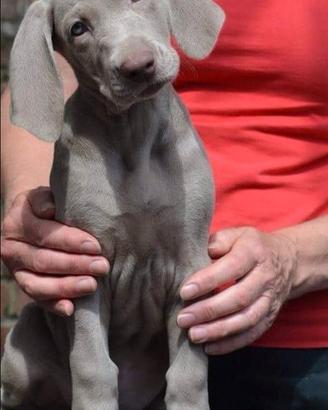 Bracco weimaraner