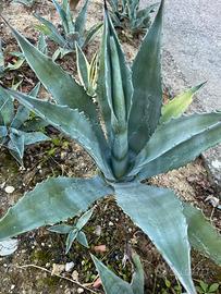 Piante di agave verde