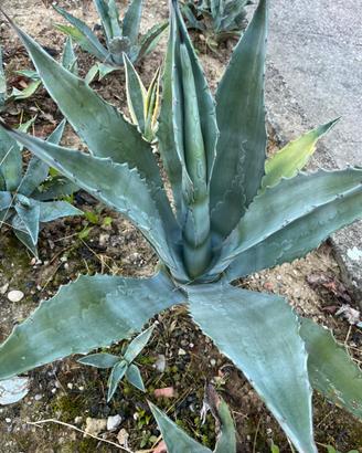 Piante di agave verde