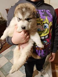 Alaskan malamute