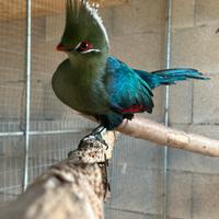 Turaco maschio