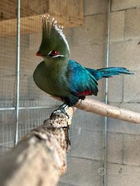 Turaco maschio