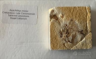 Aipichthys minor  con crostaceo -cretaceo superior