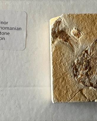Aipichthys minor  con crostaceo -cretaceo superior