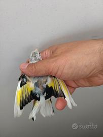 Cardellino