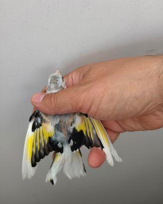 Cardellino