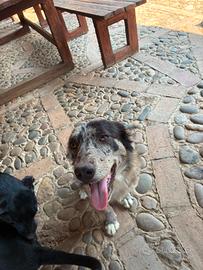 Dono due cani