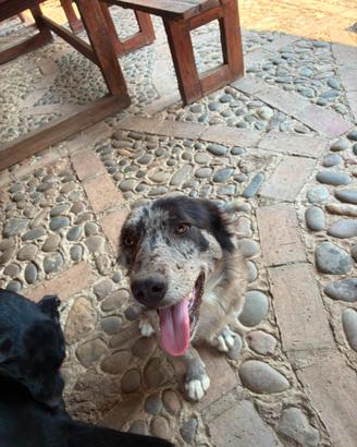 Dono due cani