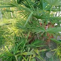 palme