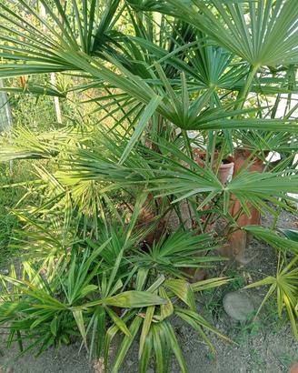 palme