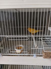 Canarini maschi malinois