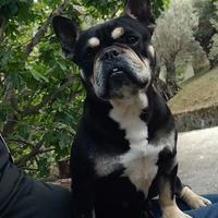 Bulldog Francese