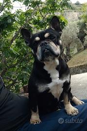 Bulldog Francese
