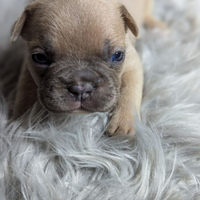 Bulldog francese blu e merle