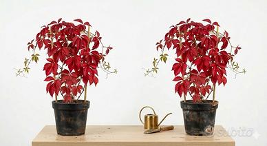 Piante Vite Americana