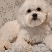 Bichon frisé femmina