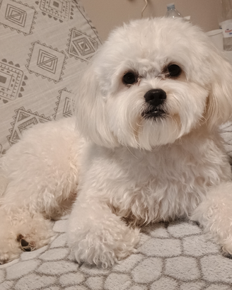 Bichon frisé femmina