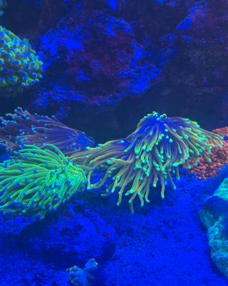 Coralli per acquario marino