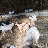 12 capre + caprone con documenti