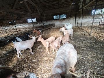 12 capre + caprone con documenti