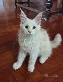 Cuccioli di maine coon