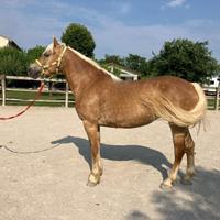 Mezza fida haflinger