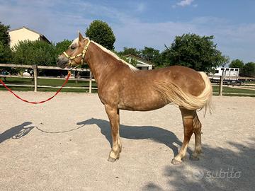 Mezza fida haflinger