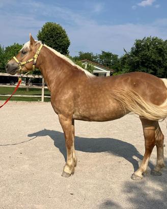 Mezza fida haflinger