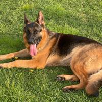 Accoppiamento pastore tedesco