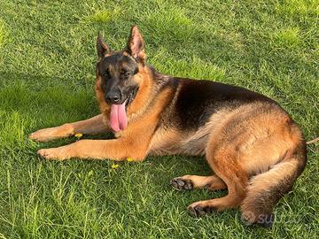 Accoppiamento pastore tedesco