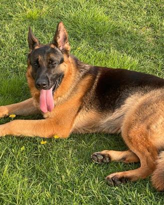 Pastore tedesco per monta Amox di Aurelius Victor