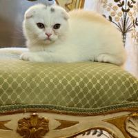 Scottish fold bianco