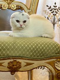 Scottish fold bianco