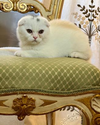 Scottish fold bianco