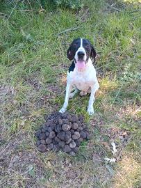 BraccoPointer