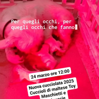 Cuccioli di maltese toy