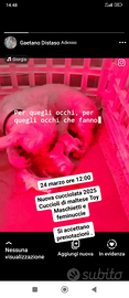 Cuccioli di maltese toy