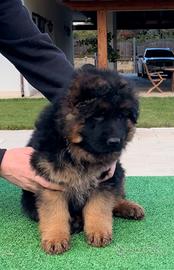 Cuccioli pelo lungo maschi e femmine