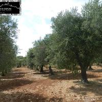 TERRENO 13.000mq - Valle d'Itria - OSTUNI